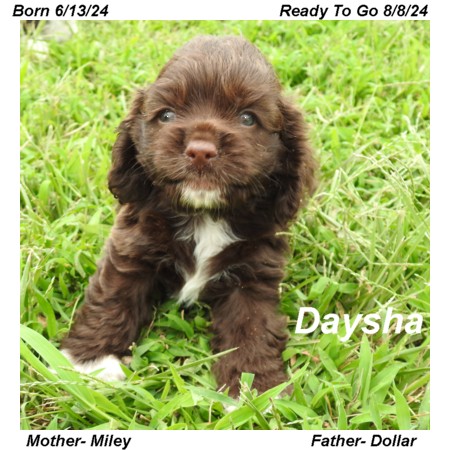 puppy, for, sale, Cocker Spaniel, Joe & Cherri  Overlease, dog, breeder, Miller, MO, dog-breeder, puppy-for-sale, forsale, nearby, find, puppyfind, locator, puppylocator, aca